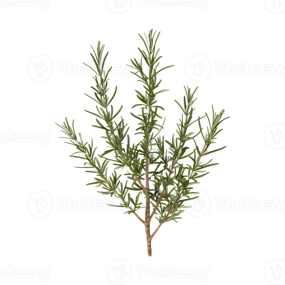 Rosemary on Transparent Background png