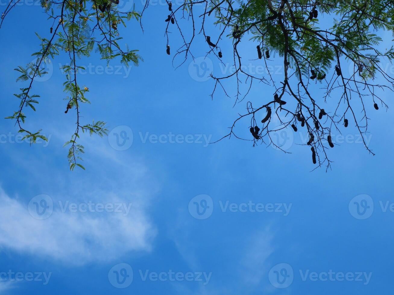 bright blue sky with green leaves as a frame photo