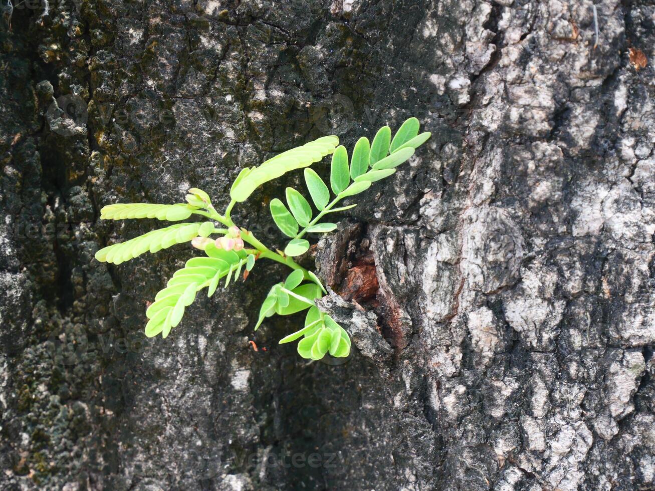 tamarind tree trunk It has black, rough bark photo