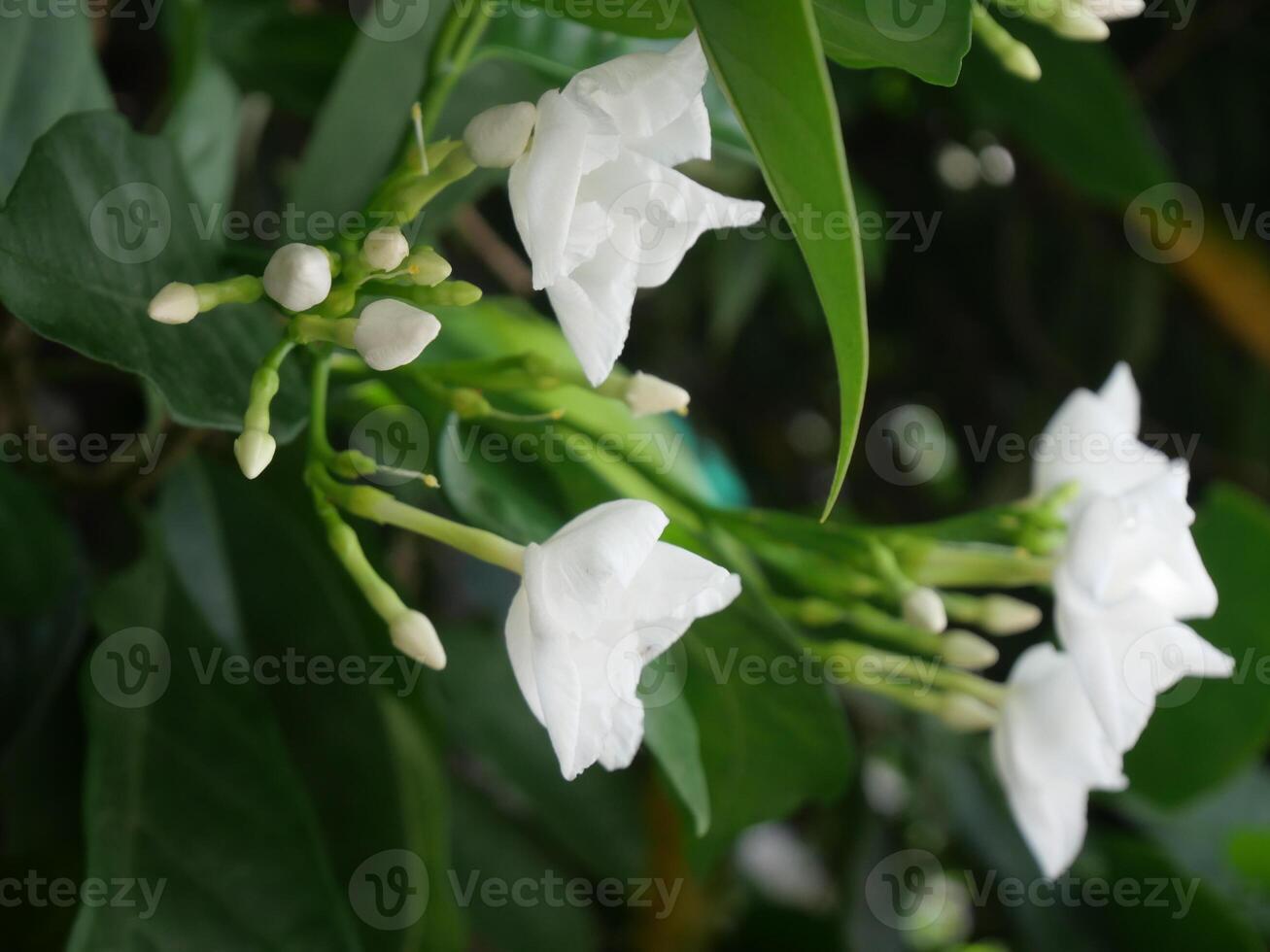 Beautiful white flowers amid bright green leaves in the garden photo