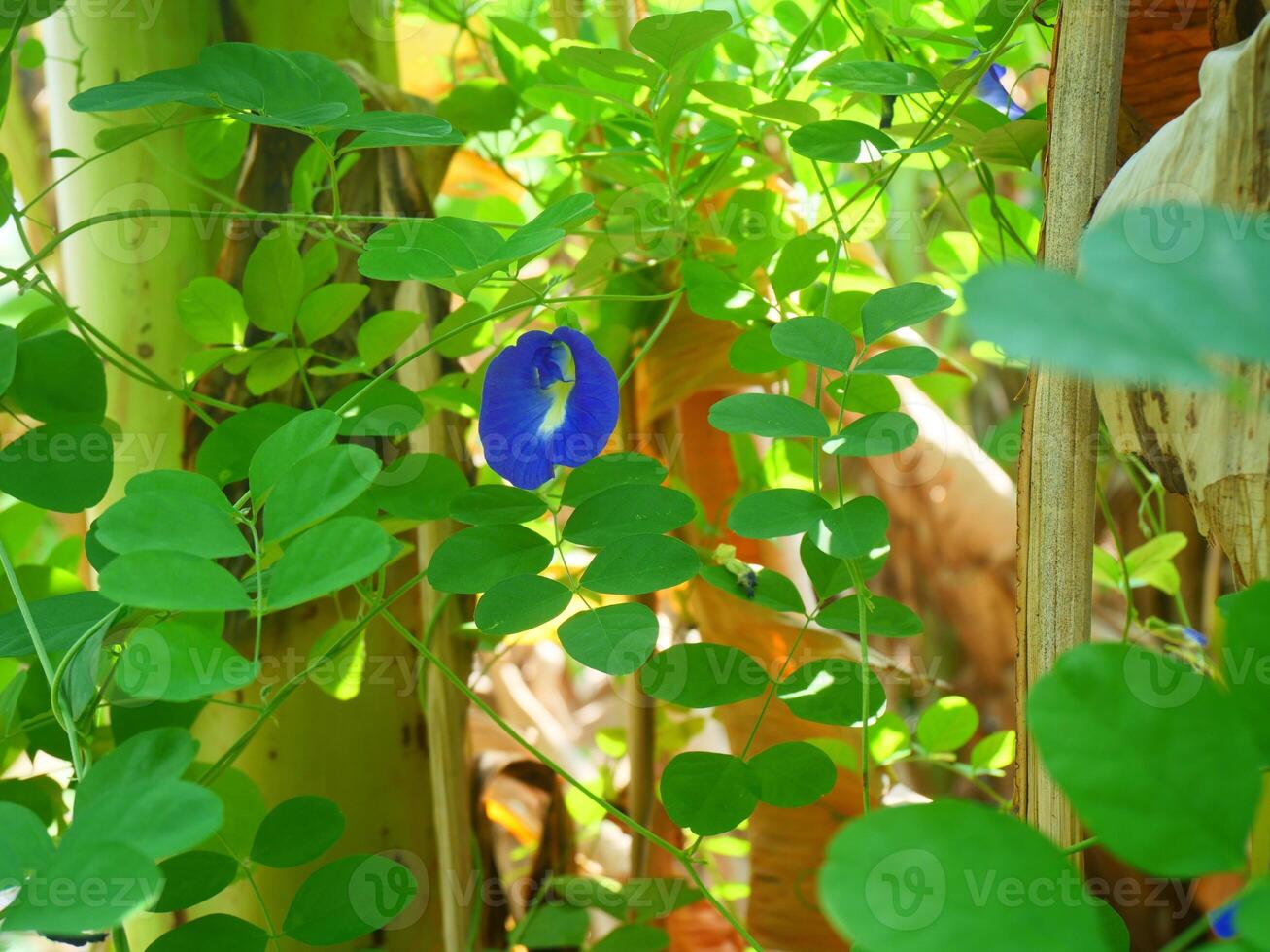 Blue butterfly pea flowers are among the green vines and trees photo