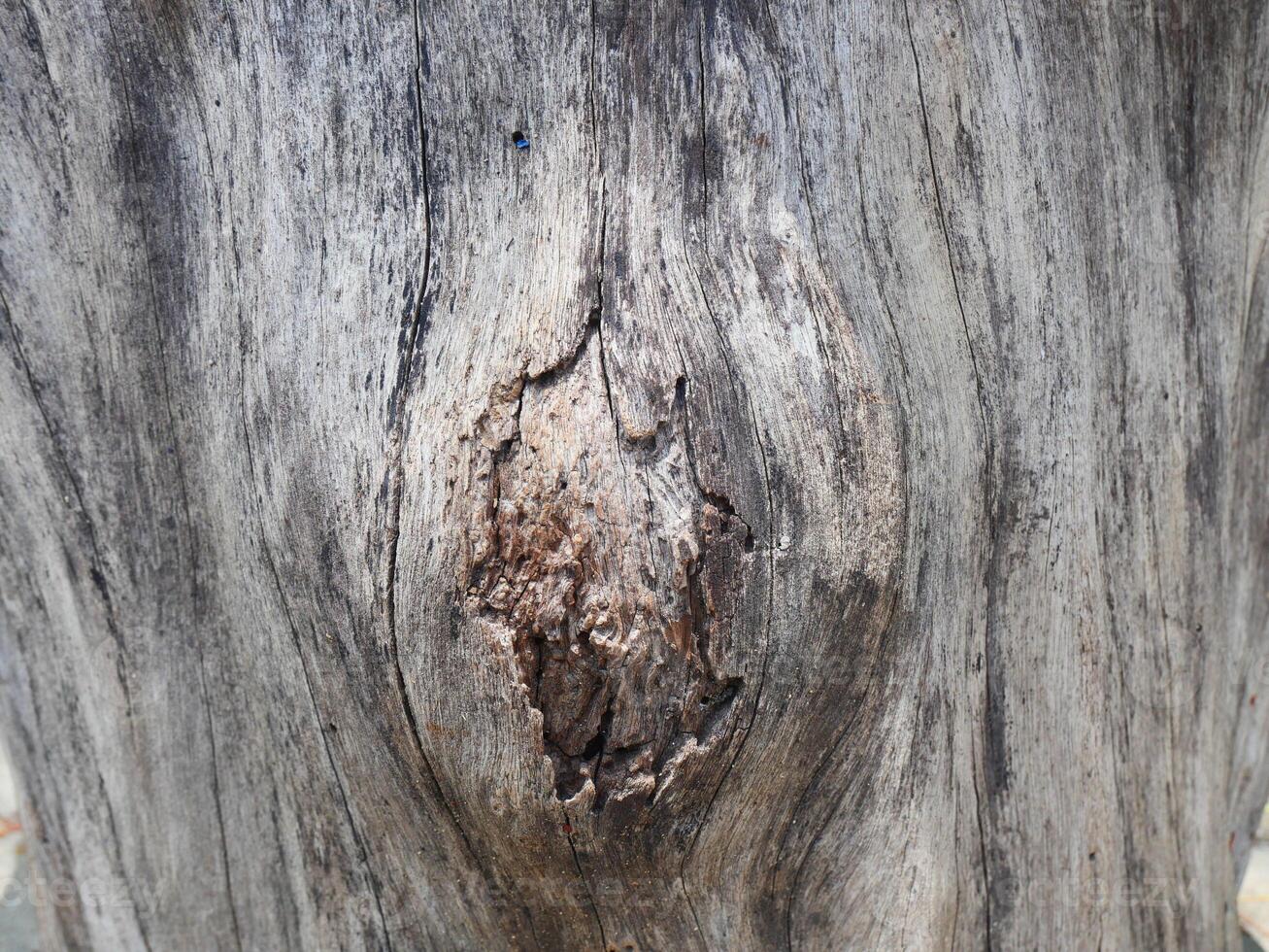 Patterns and lines on the bark of trees photo
