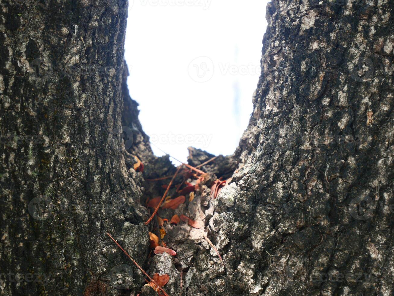 Close-up photo of tree fork of tamarind tree