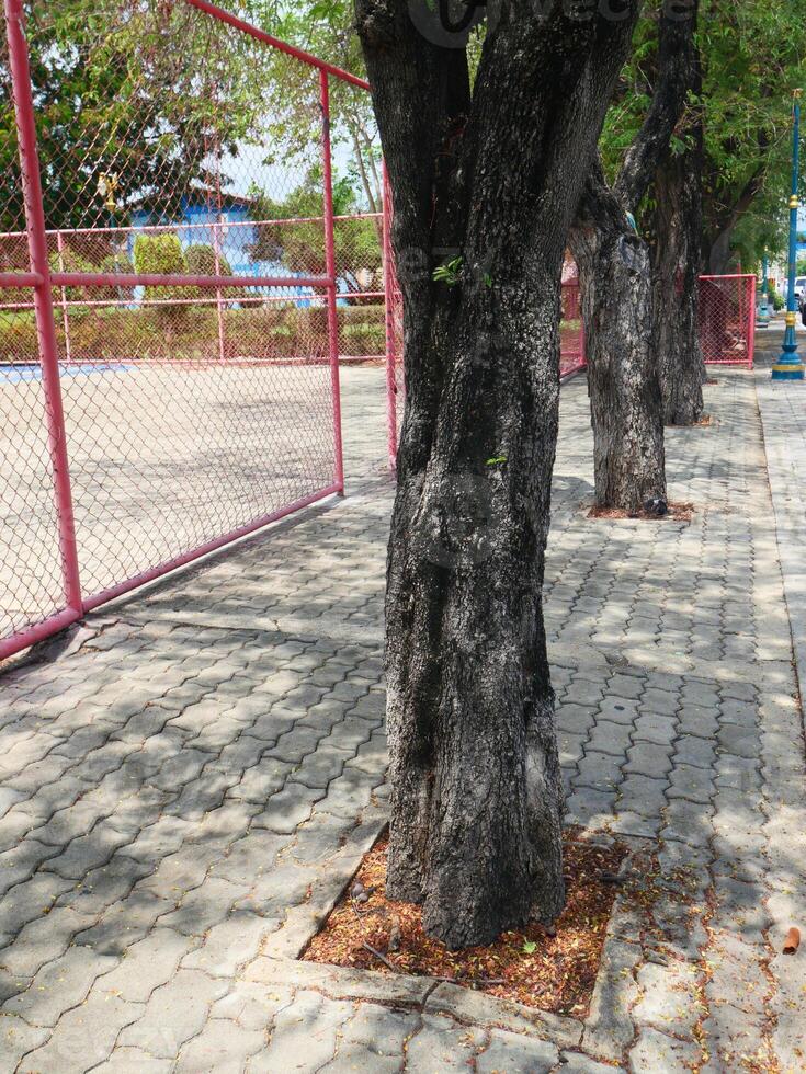 tamarind tree trunk It has black, rough bark and the playground as background photo