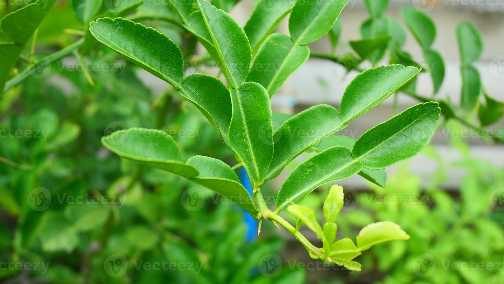 Kaffir lime leaves on its branch photo