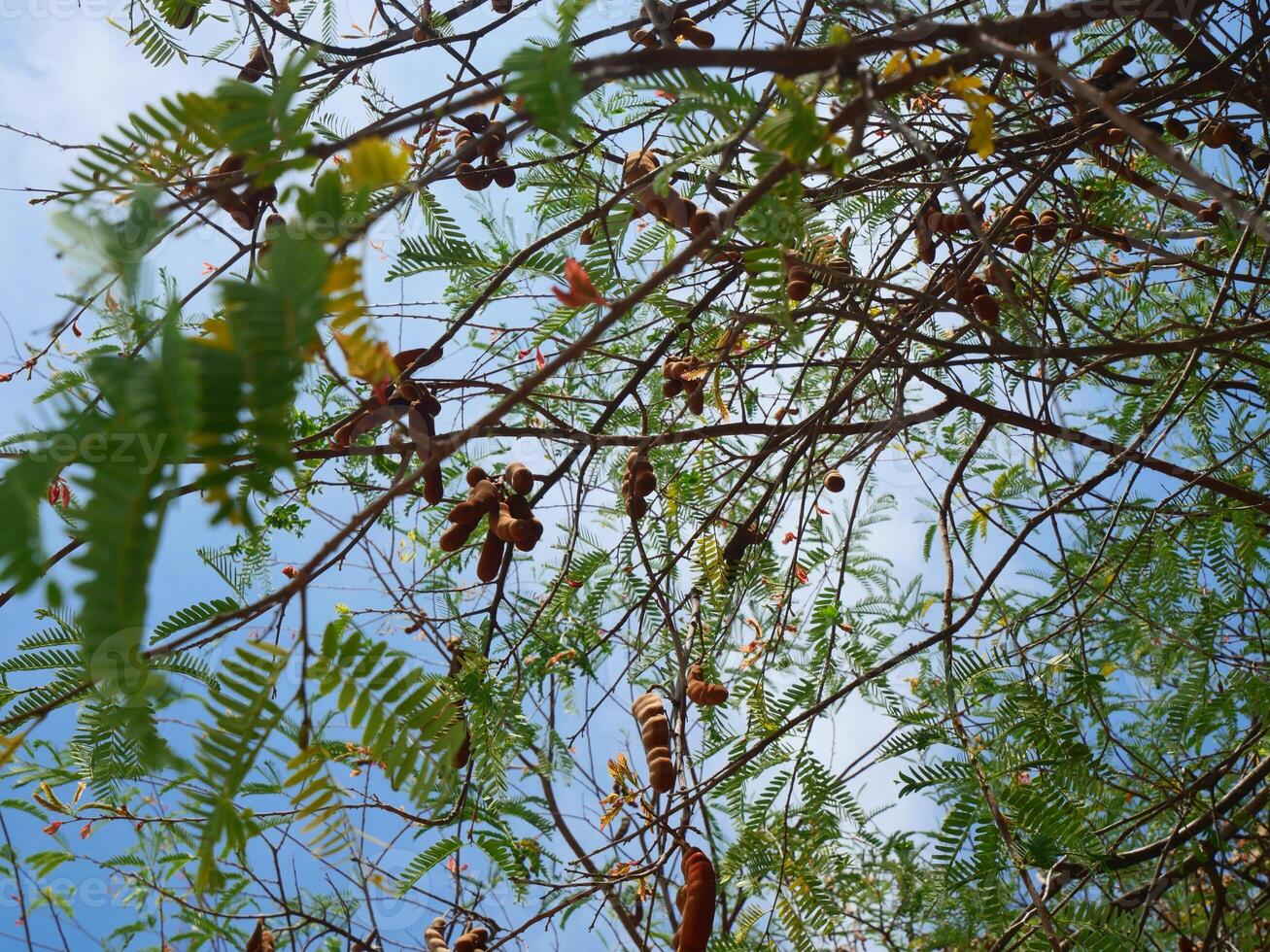Tamarind, branches and leaves The background is a bright blue sky photo