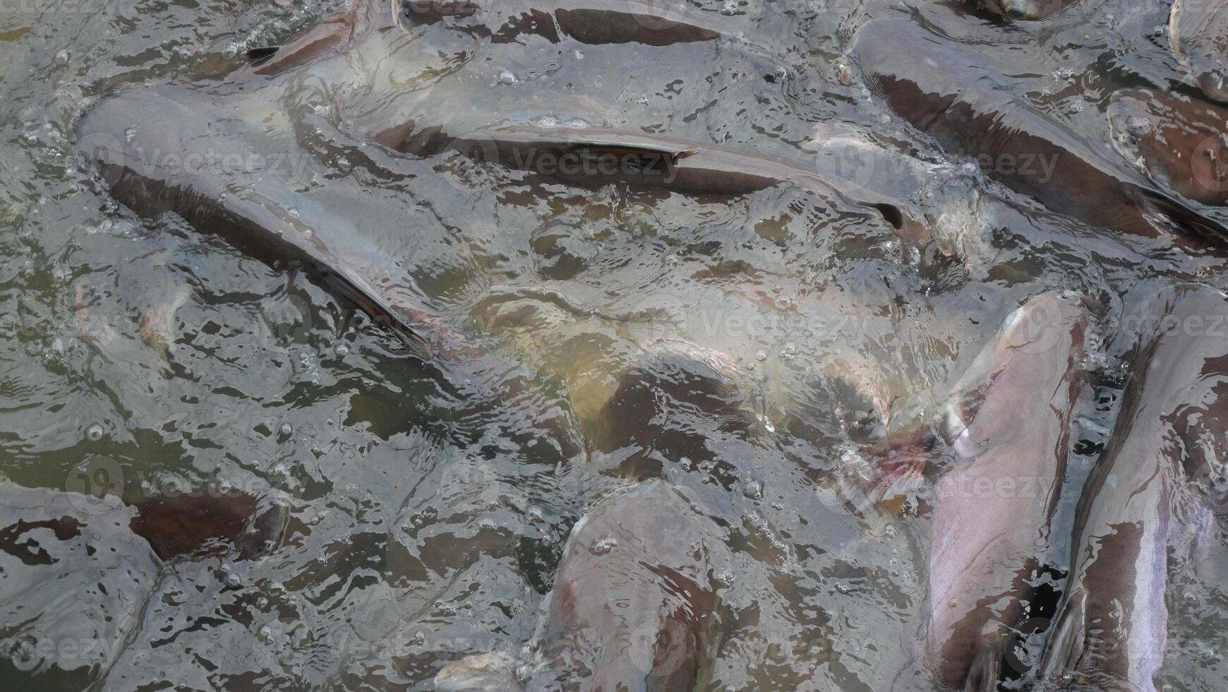 Many black striped catfish swim in the river in Thailand photo