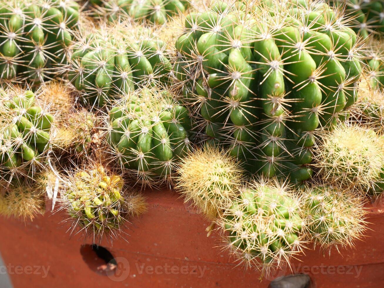 Round-shaped cactus with thorns photo