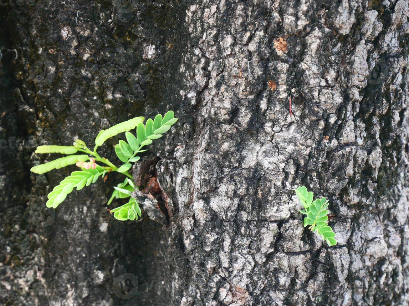 tamarind tree trunk It has black, rough bark photo