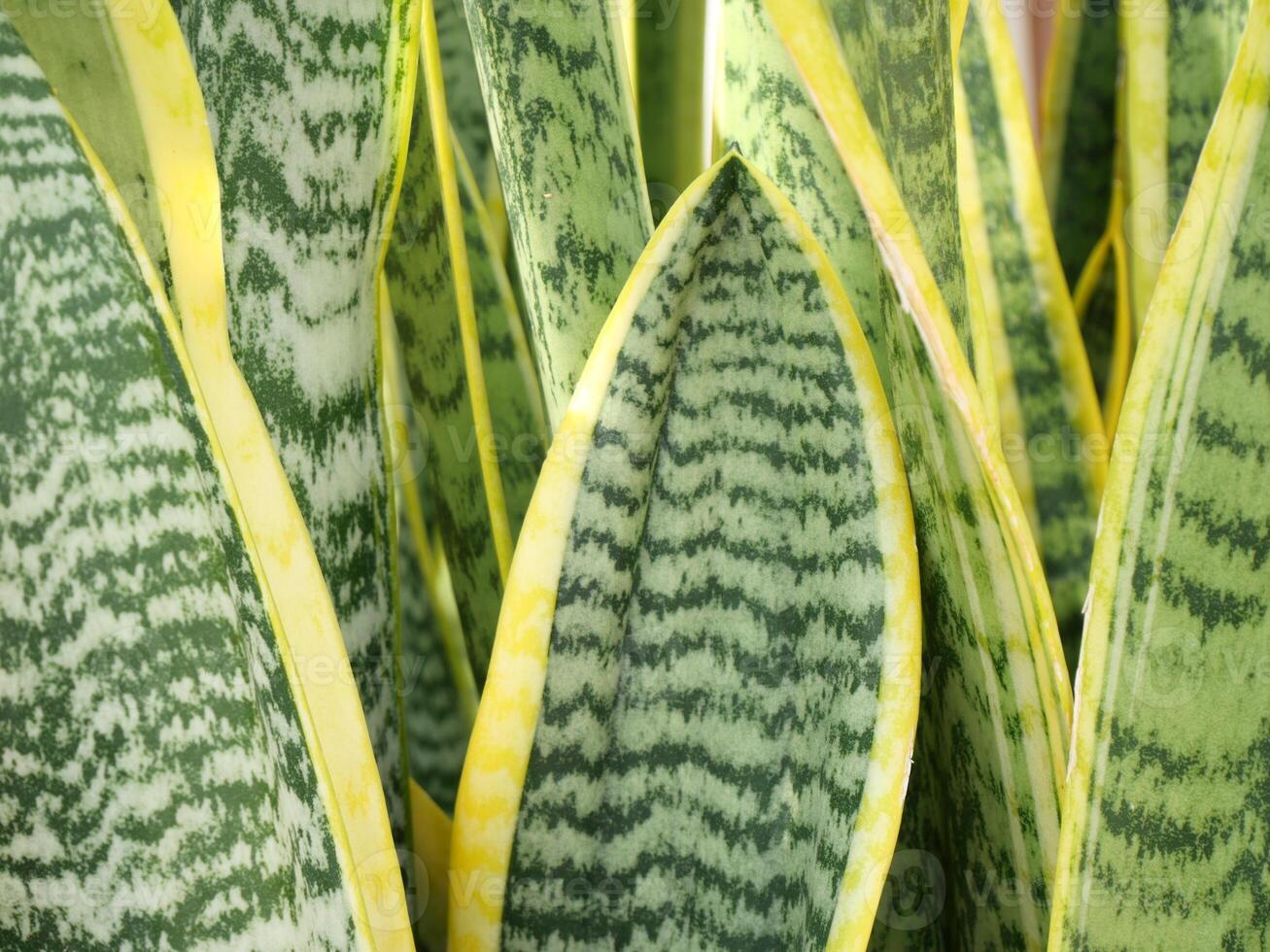 Close-up photo of green leaves of an ornamental plant
