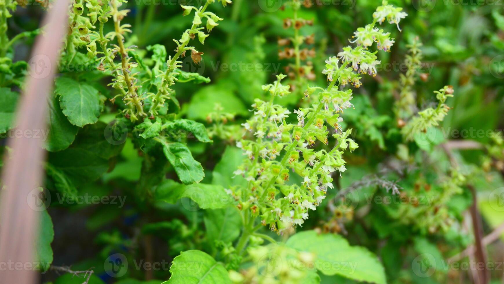 holy basil flower and green leaves in the garden photo