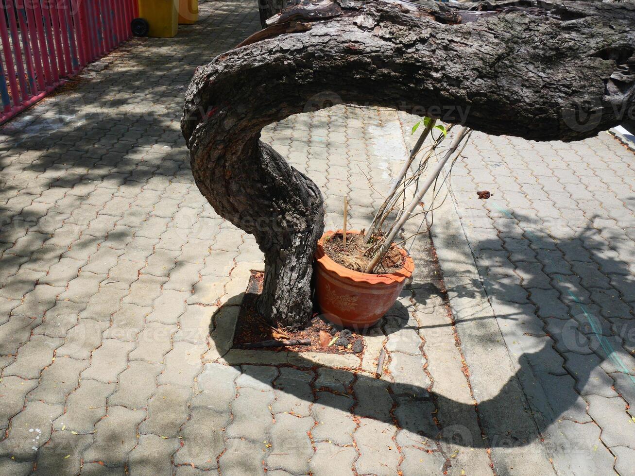 tree trunk is bent and the shadows are strange and beautiful photo