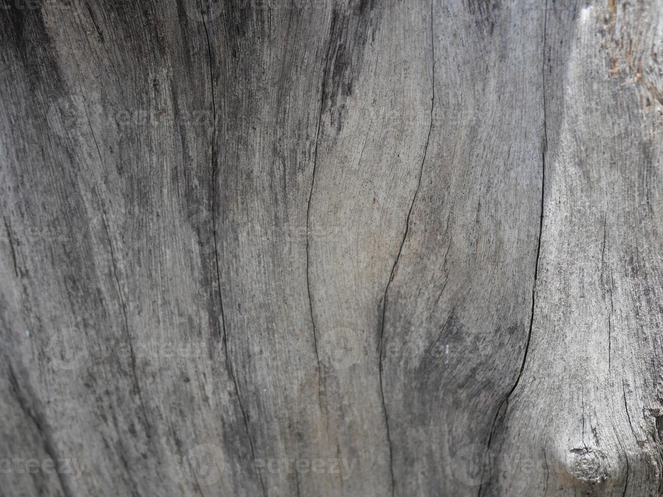 Patterns and lines on the bark of trees photo
