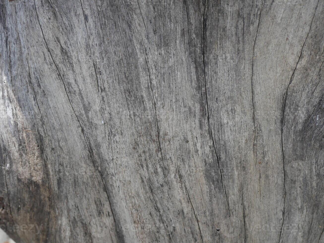 Patterns and lines on the bark of trees photo