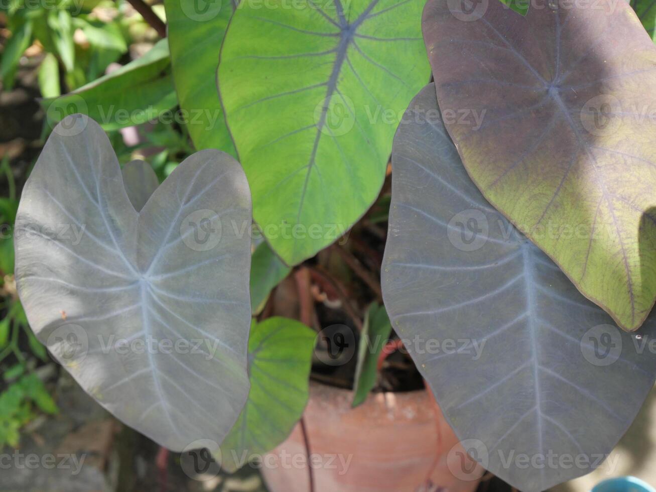 Green and purple bon leaves photo