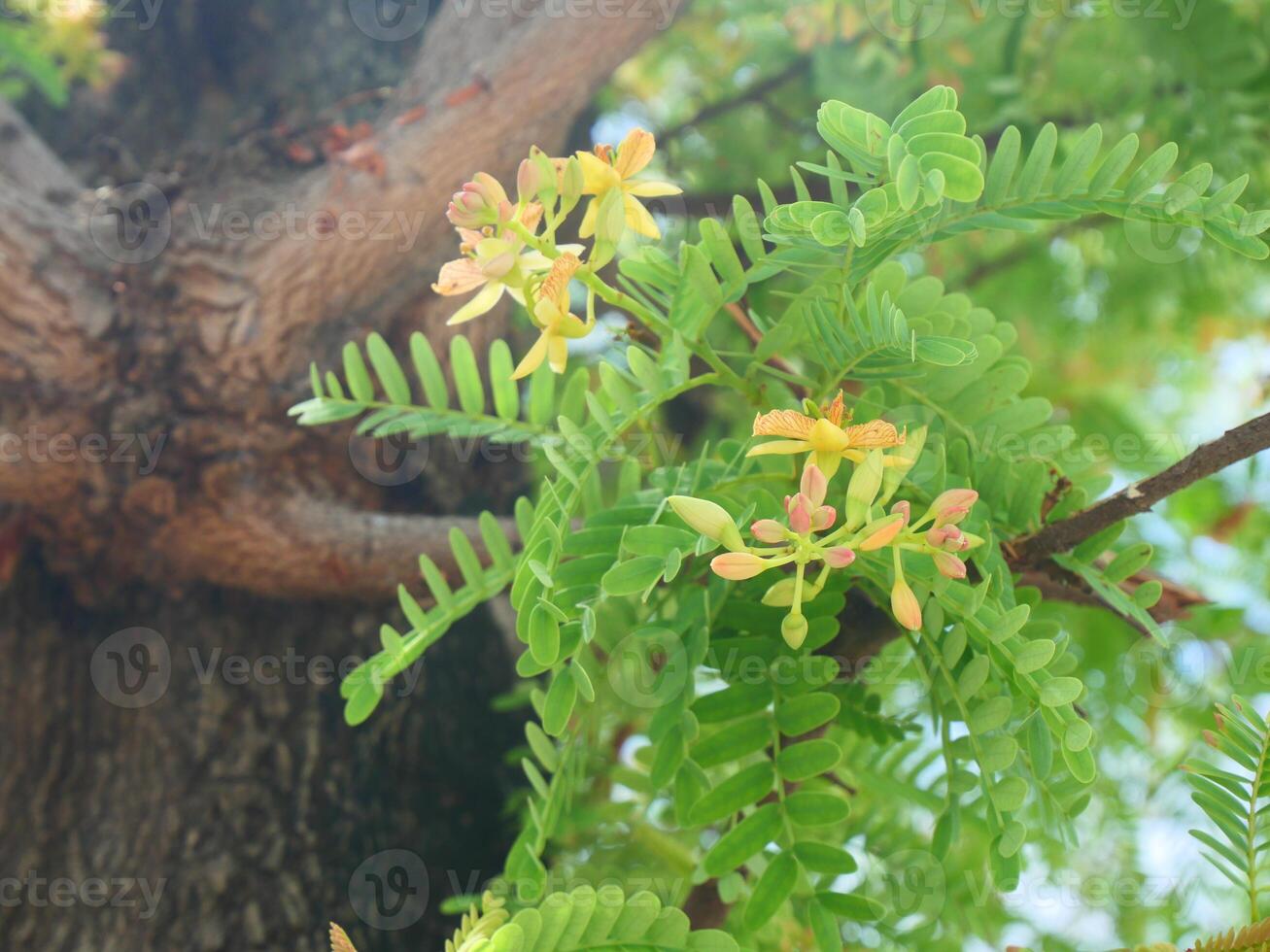 Tamarind flowers and leaves on the tamarind tree photo