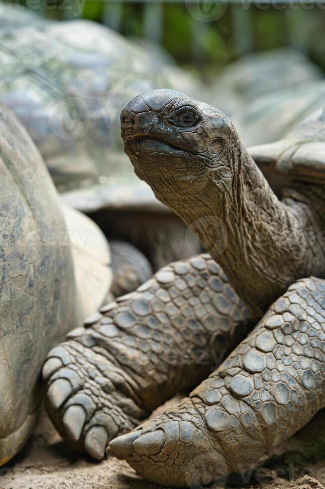 Closeup of the aldabra land giant tortoise head and neck inside the botanical garden, Mahe Seychelles photo