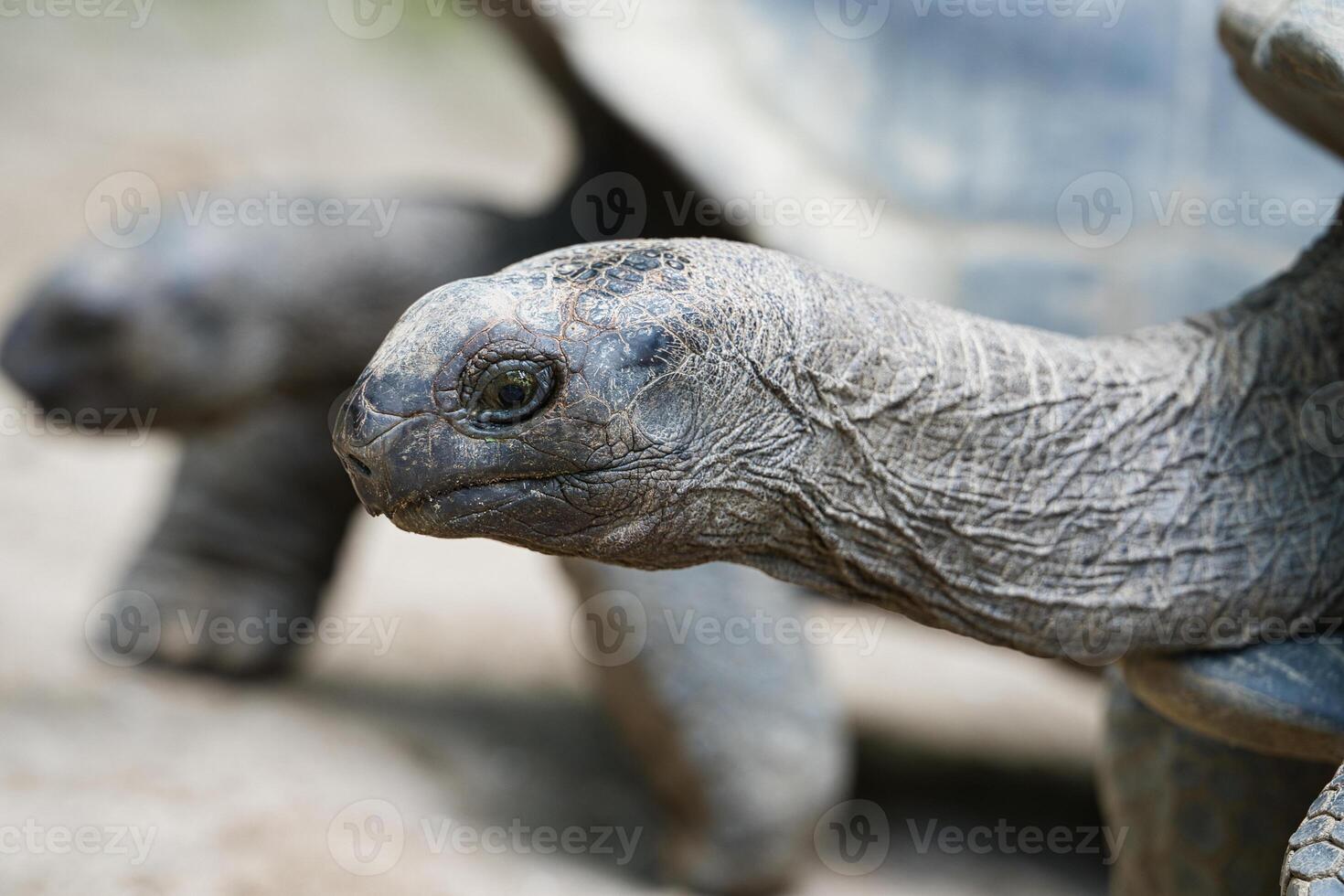 Closeup of the aldabra land giant tortoise head and neck inside the botanical garden, Mahe Seychelles photo