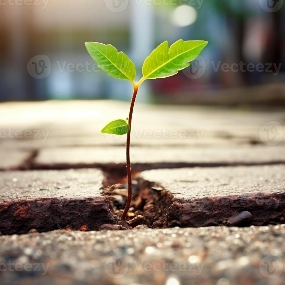 Green Sprout Growing photo