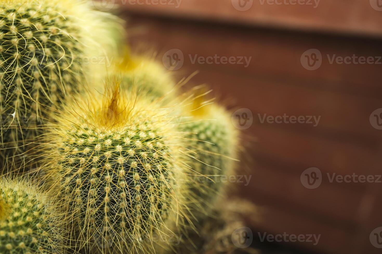 Exotic cactus covered with thin yellow spines photo