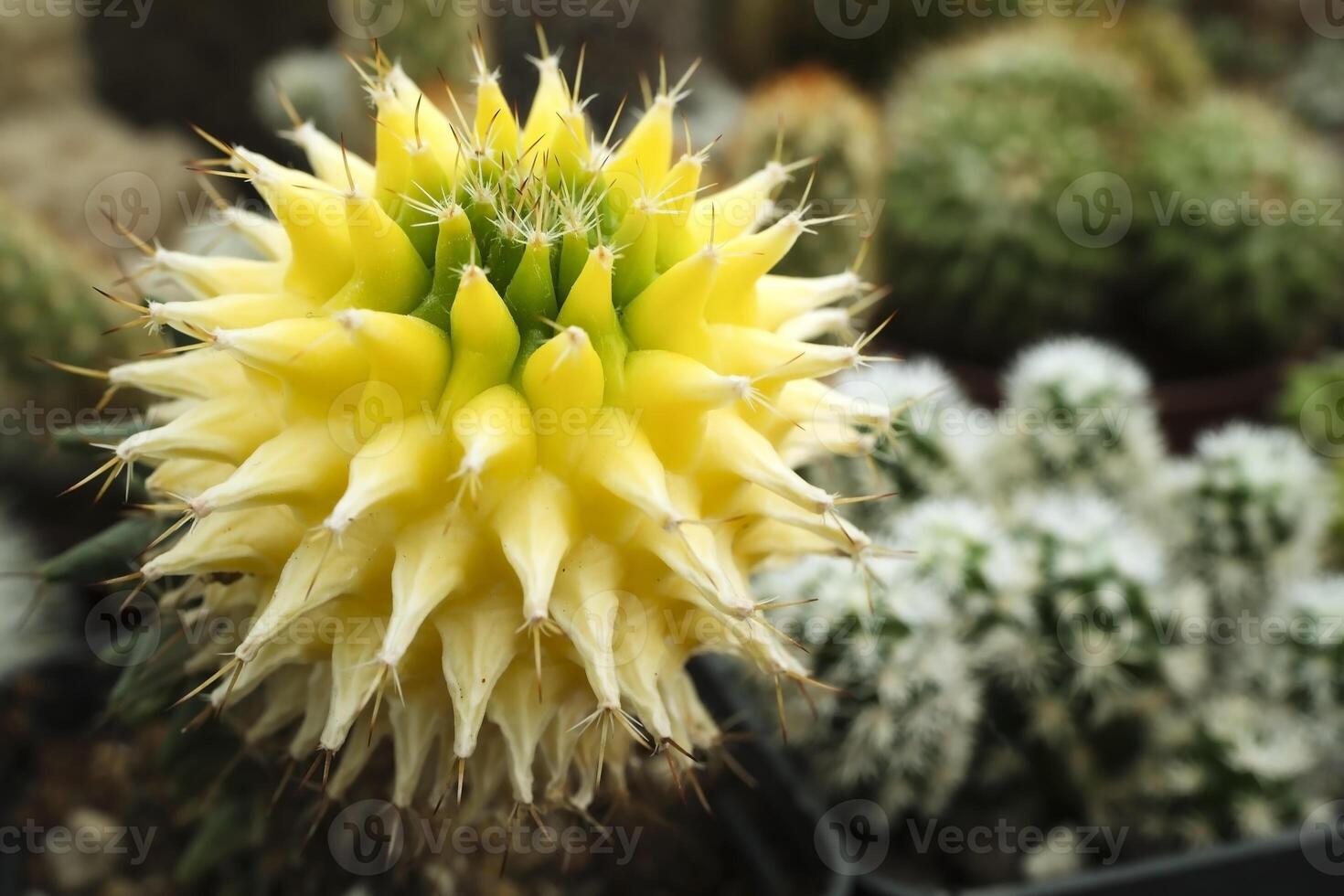 Unique yellow cactus looks like a flower photo