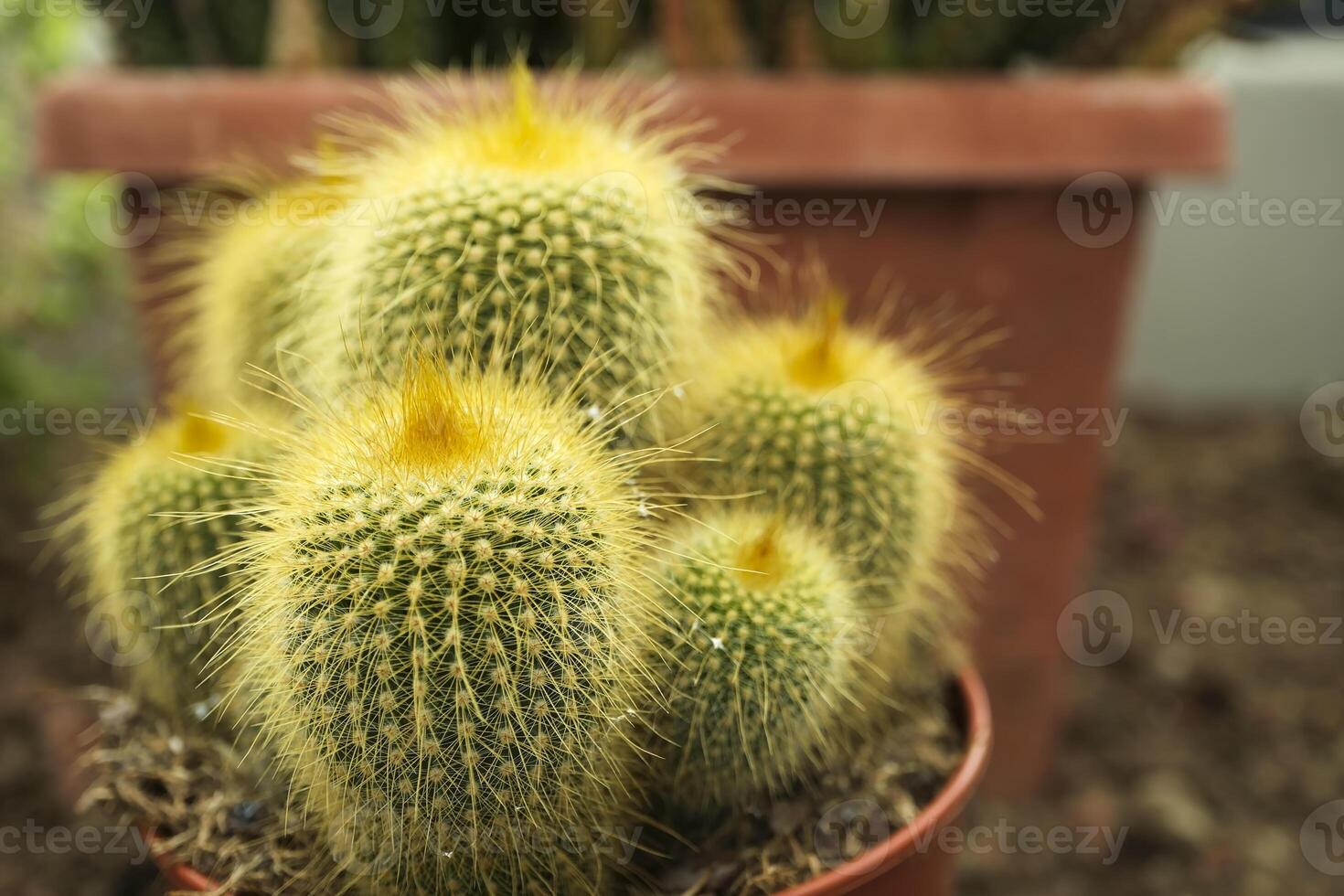 Exotic cactus covered with thin yellow spines photo