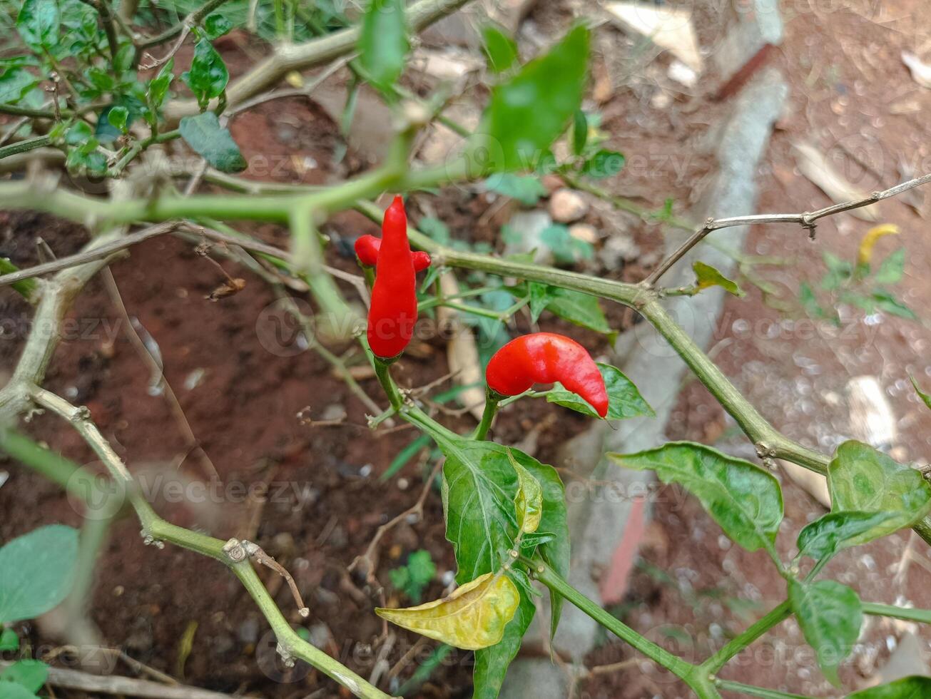 chili garden that is harvested behind the house in the morning photo