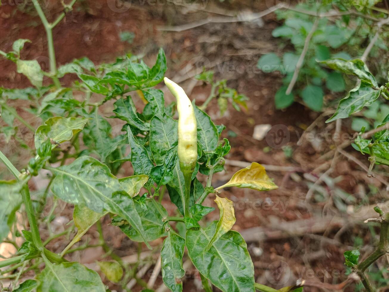 chili garden that is harvested behind the house in the morning photo