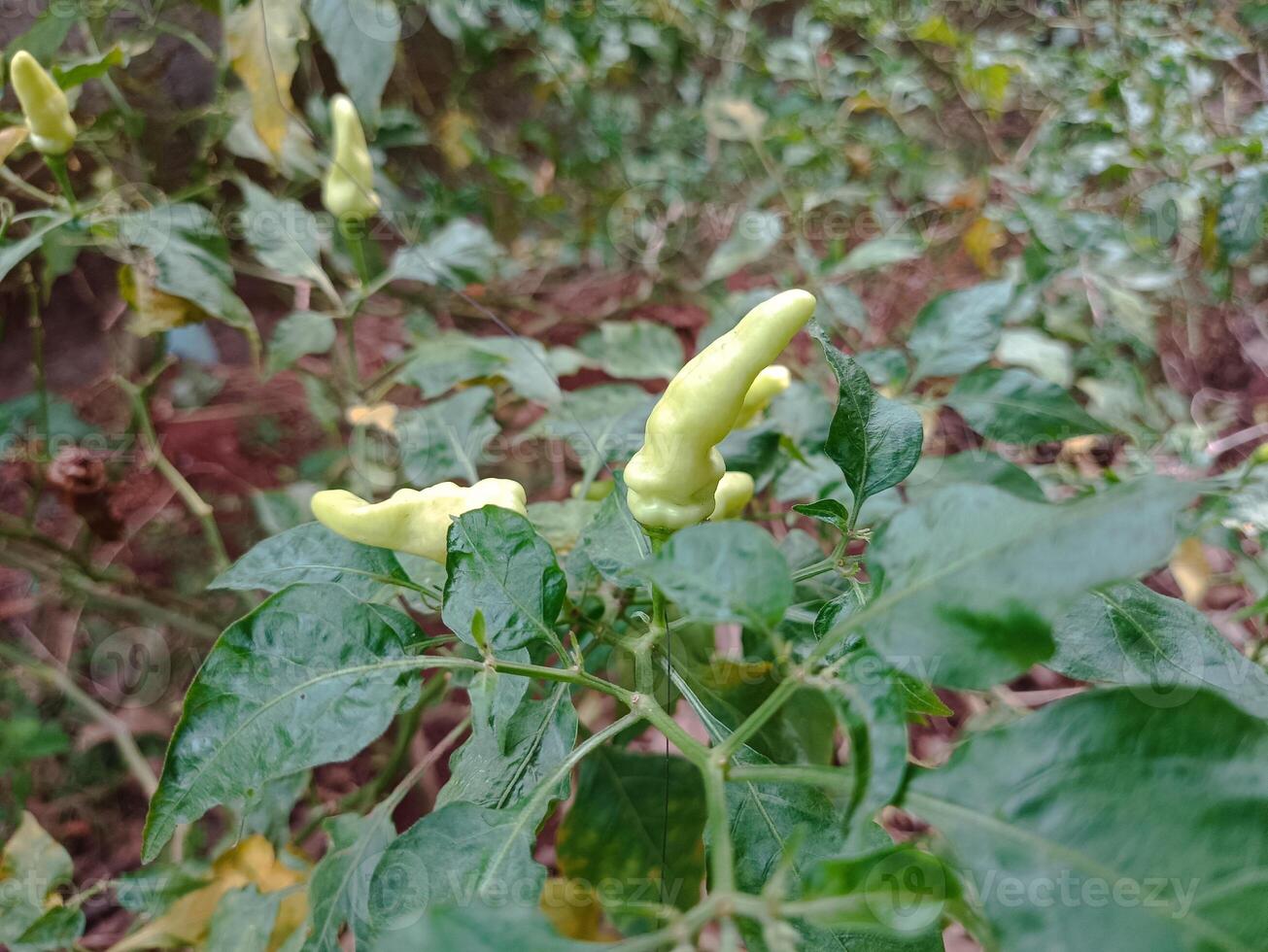 chili garden that is harvested behind the house in the morning photo
