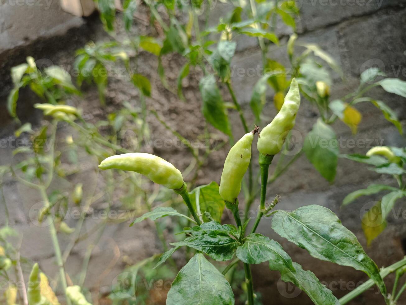 chili garden that is harvested behind the house in the morning photo