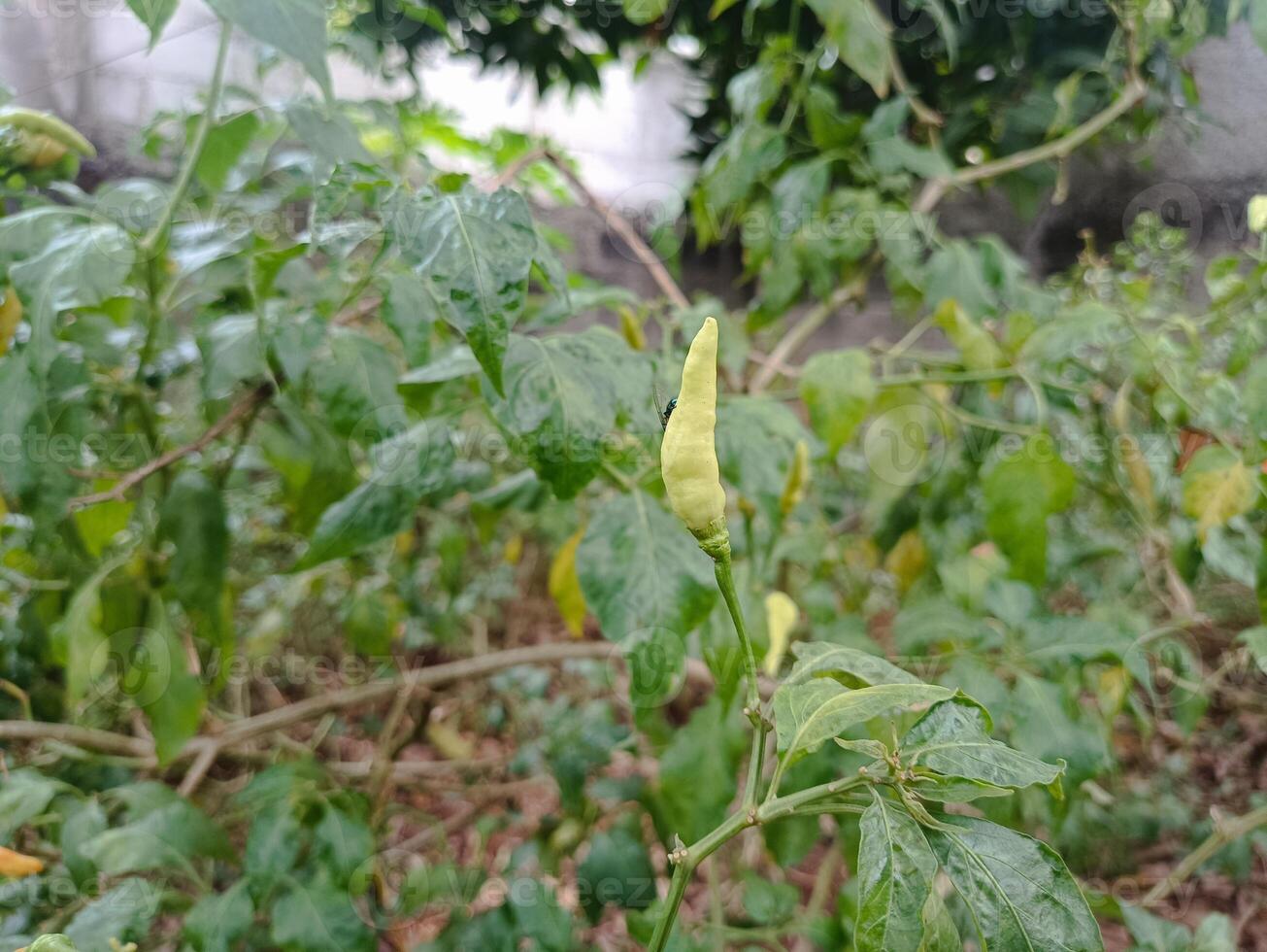 chili garden that is harvested behind the house in the morning photo