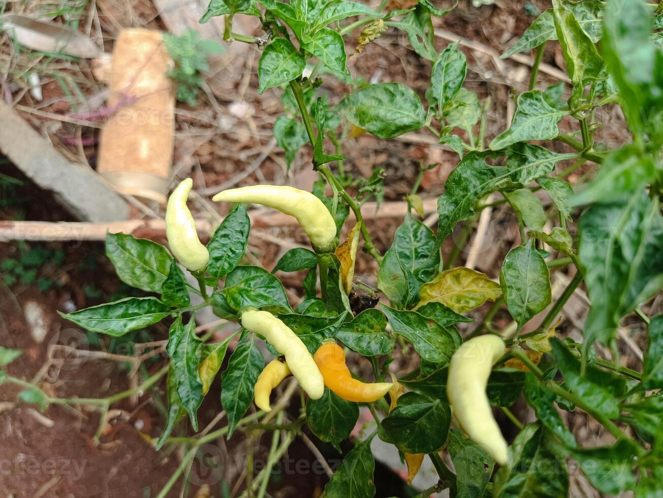 chili garden that is harvested behind the house in the morning photo