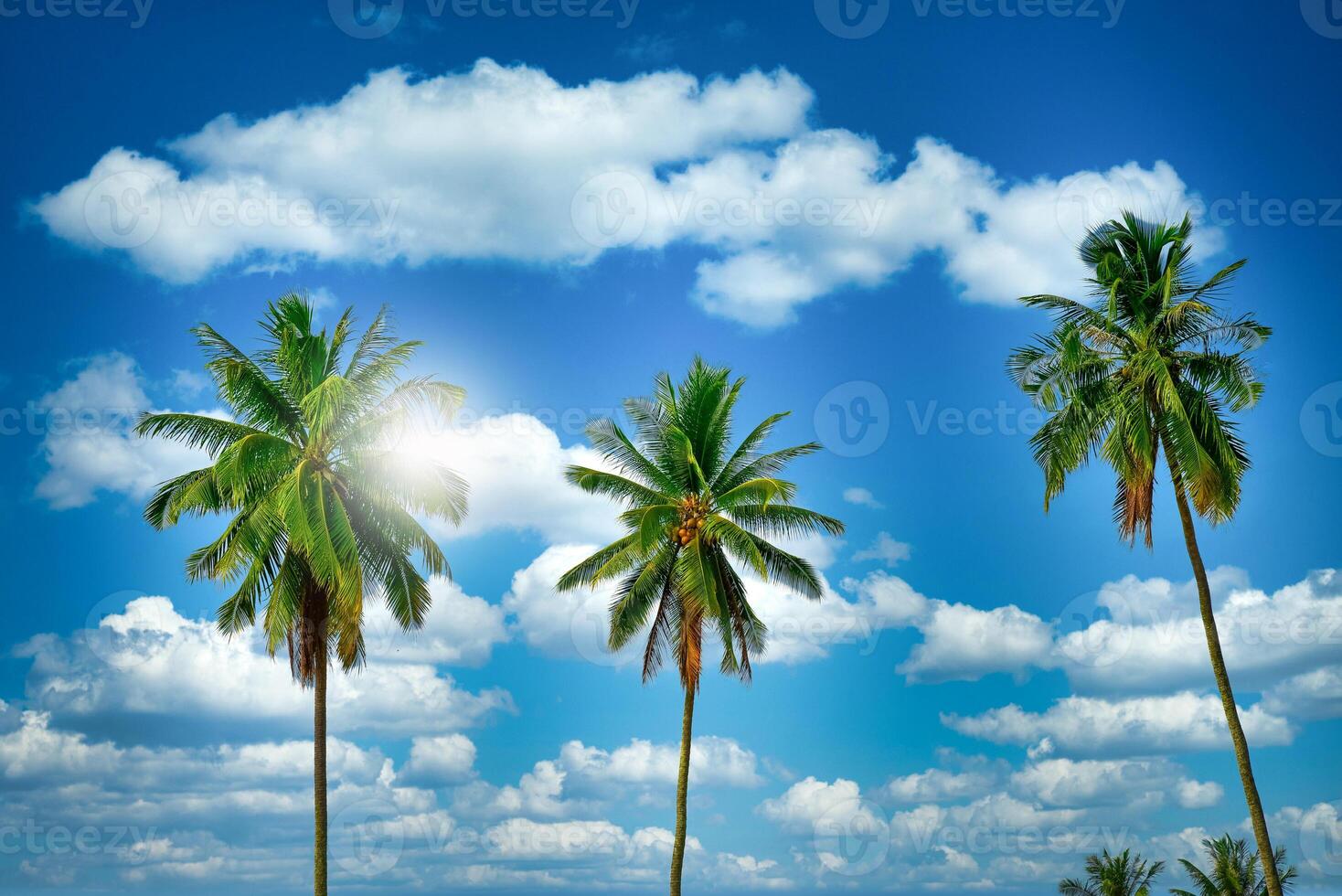 Coconut palm trees on beach and blue sky with cloud background. photo