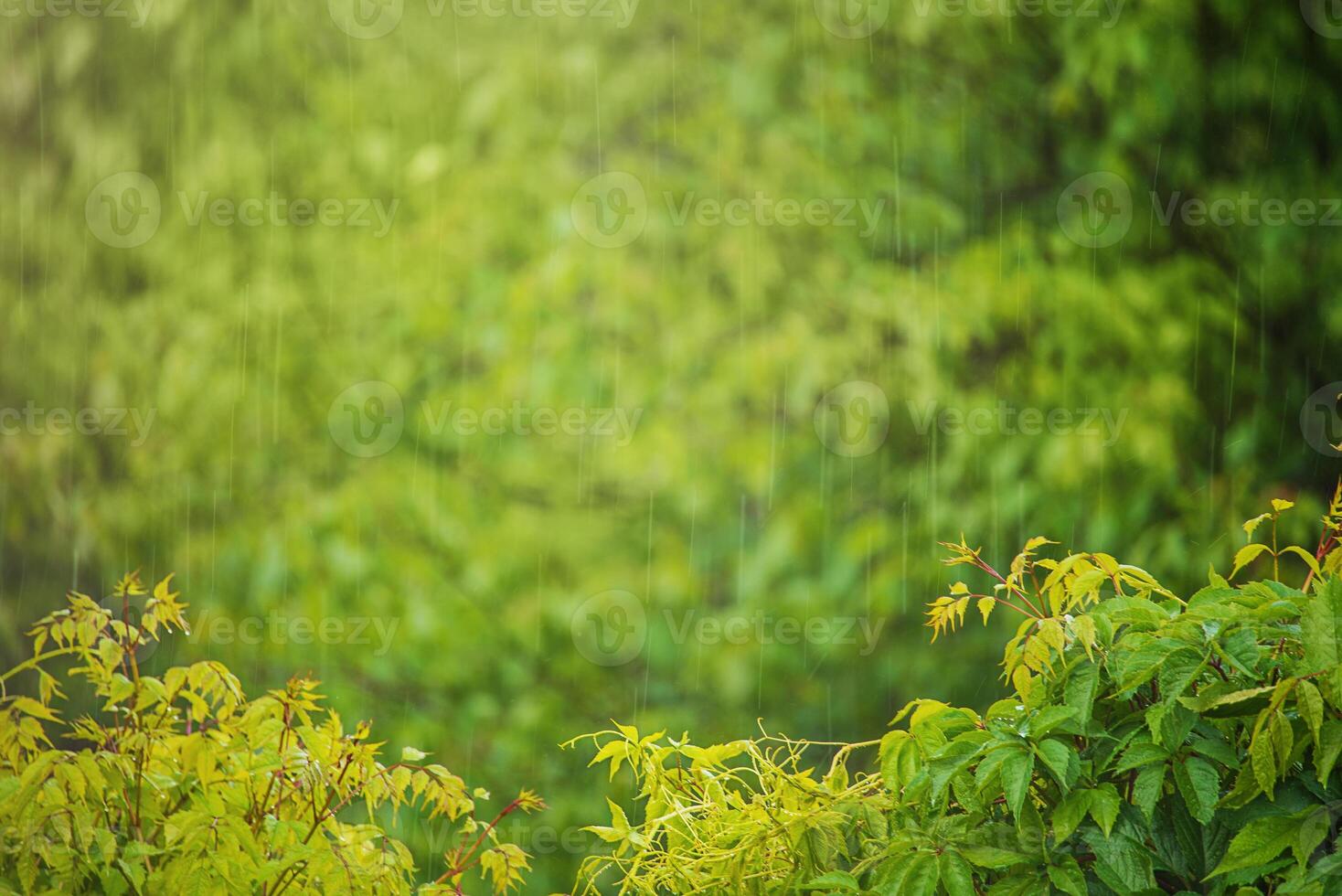 Green nature and blurred raindrops in defocus. photo