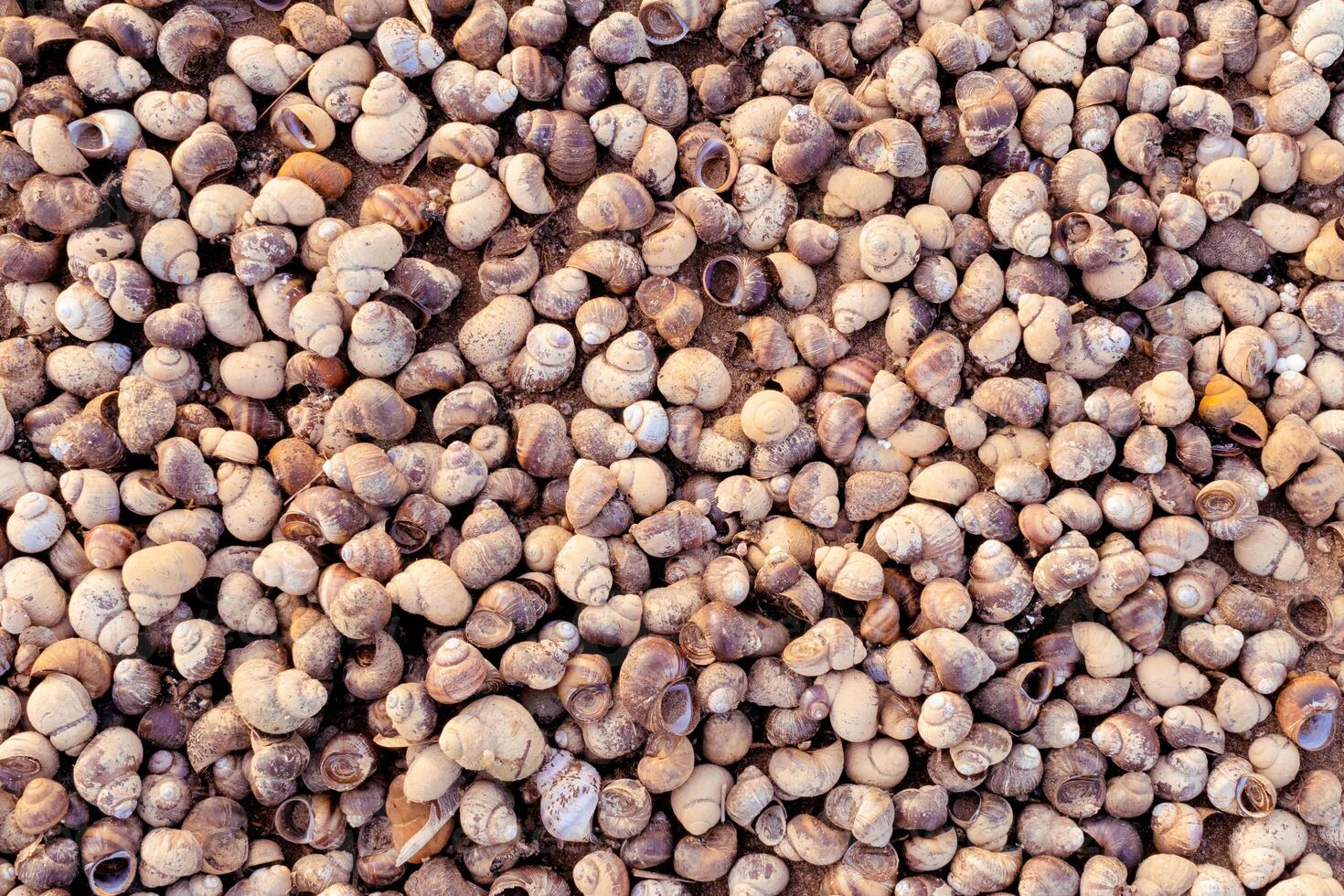 Background of many sea shells. Natural pattern, many snail shells on the sand on the shore texture photo