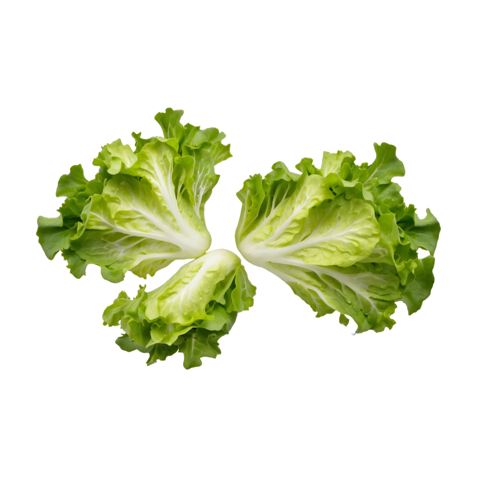 fresh salad plant Green lettuce leaves isolated on a transparent background png