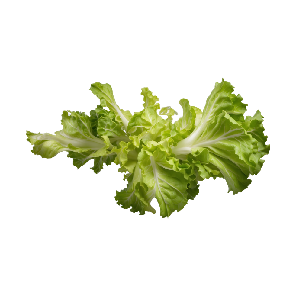 fresh salad plant Green lettuce leaves isolated on a transparent background png
