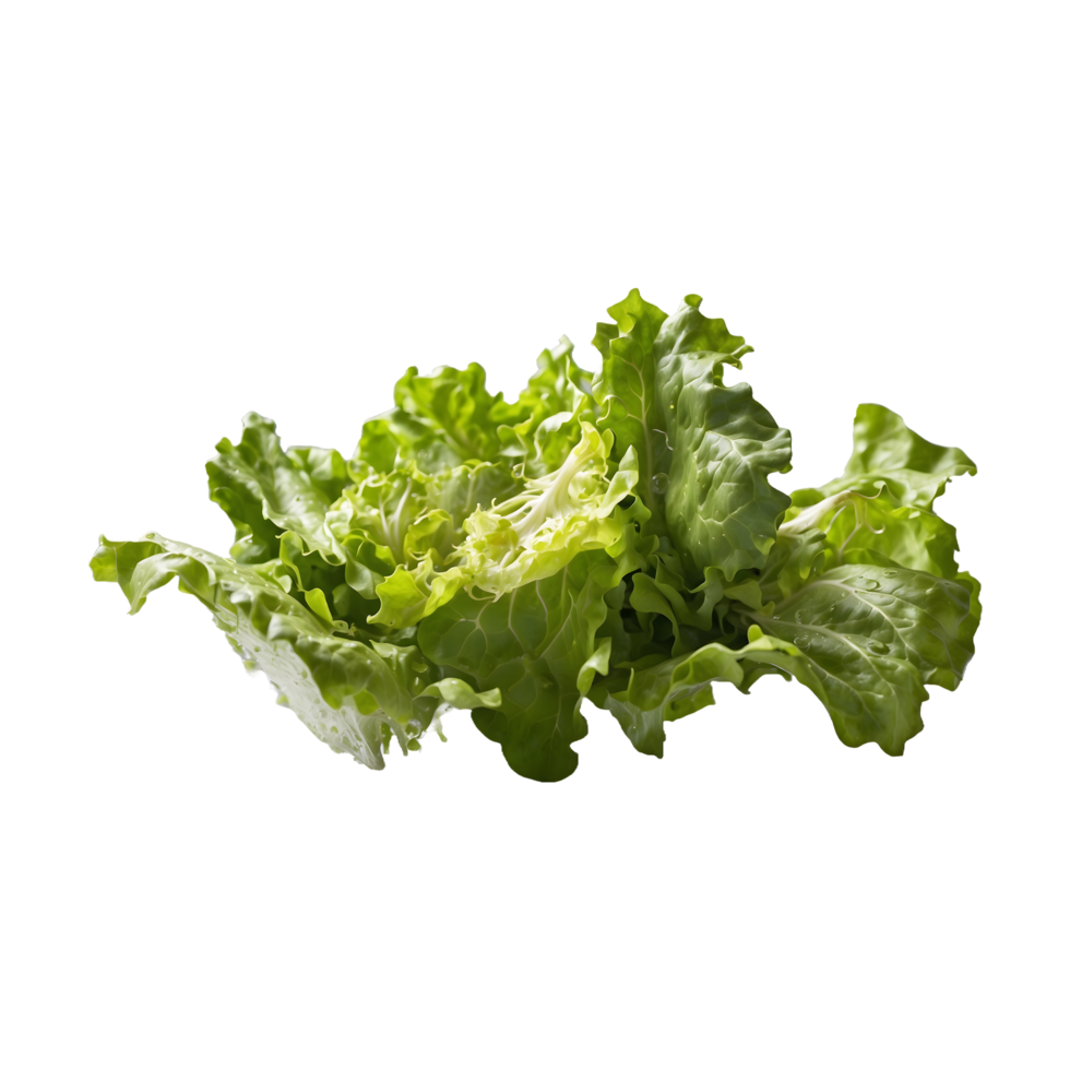 fresh salad plant Green lettuce leaves isolated on a transparent background png