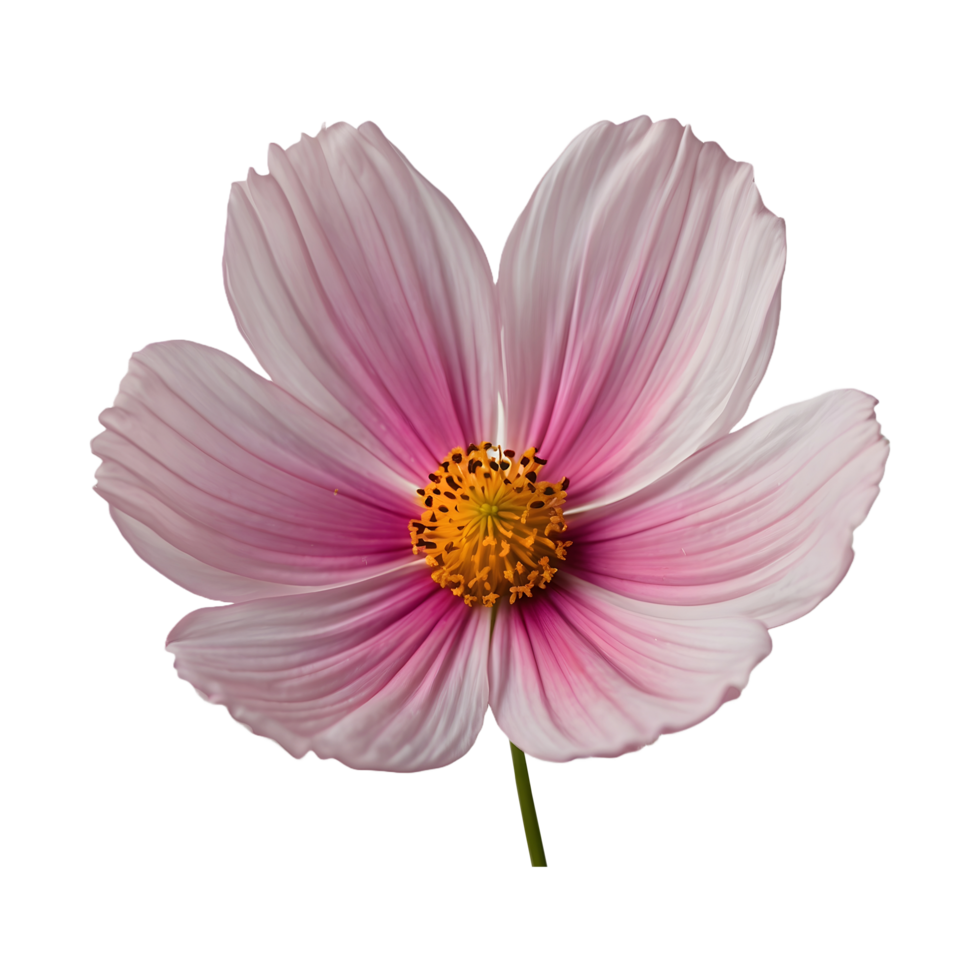 Beautiful Cosmos Flower Isolated On Transparent Background png