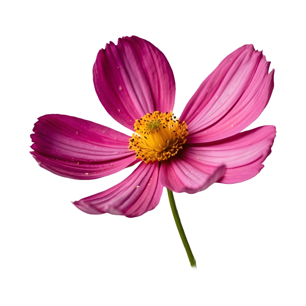 Beautiful Cosmos Flower Isolated On Transparent Background png