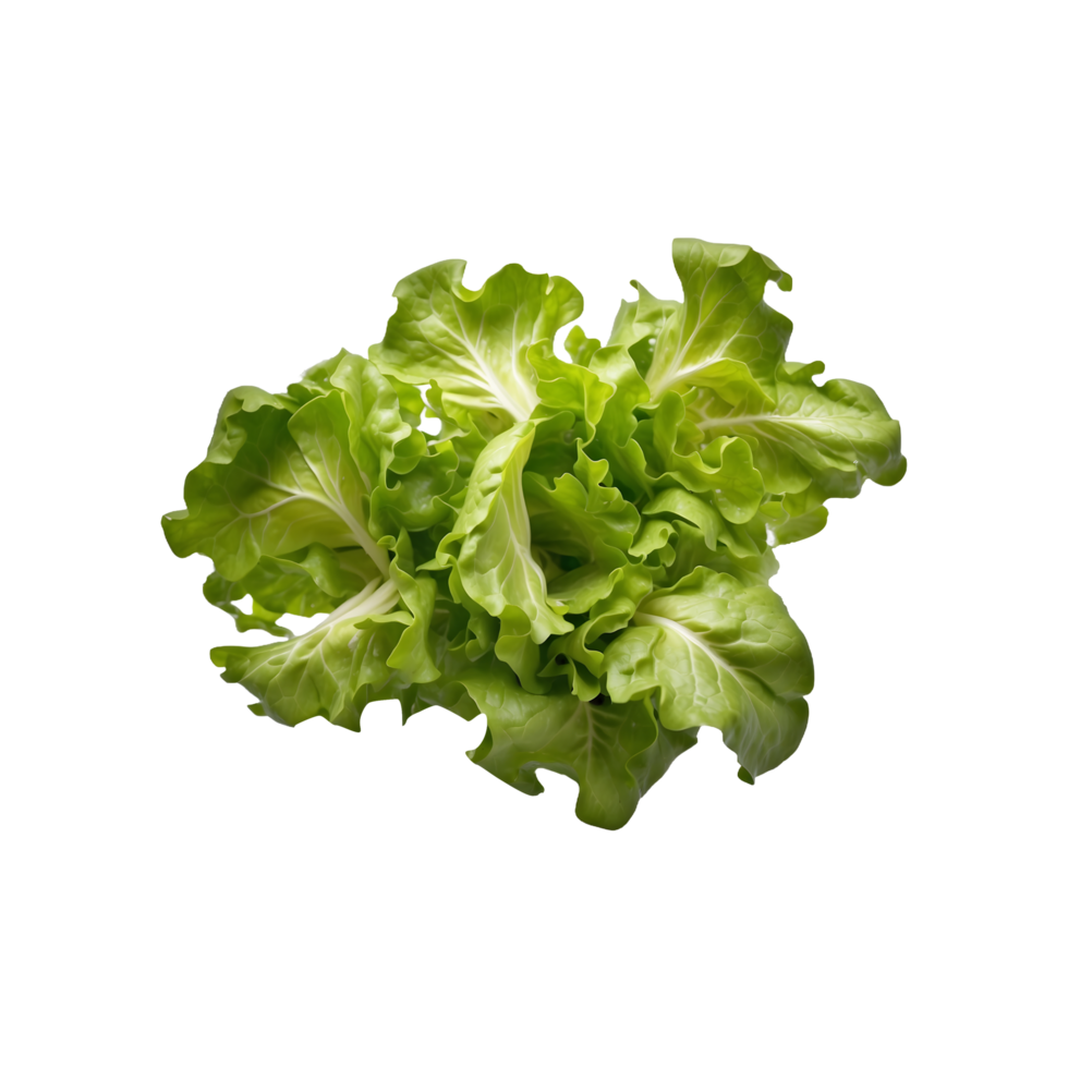 fresh salad plant Green lettuce leaves isolated on a transparent background png