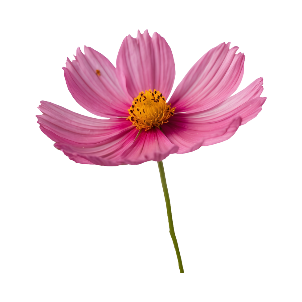 Beautiful Cosmos Flower Isolated On Transparent Background png