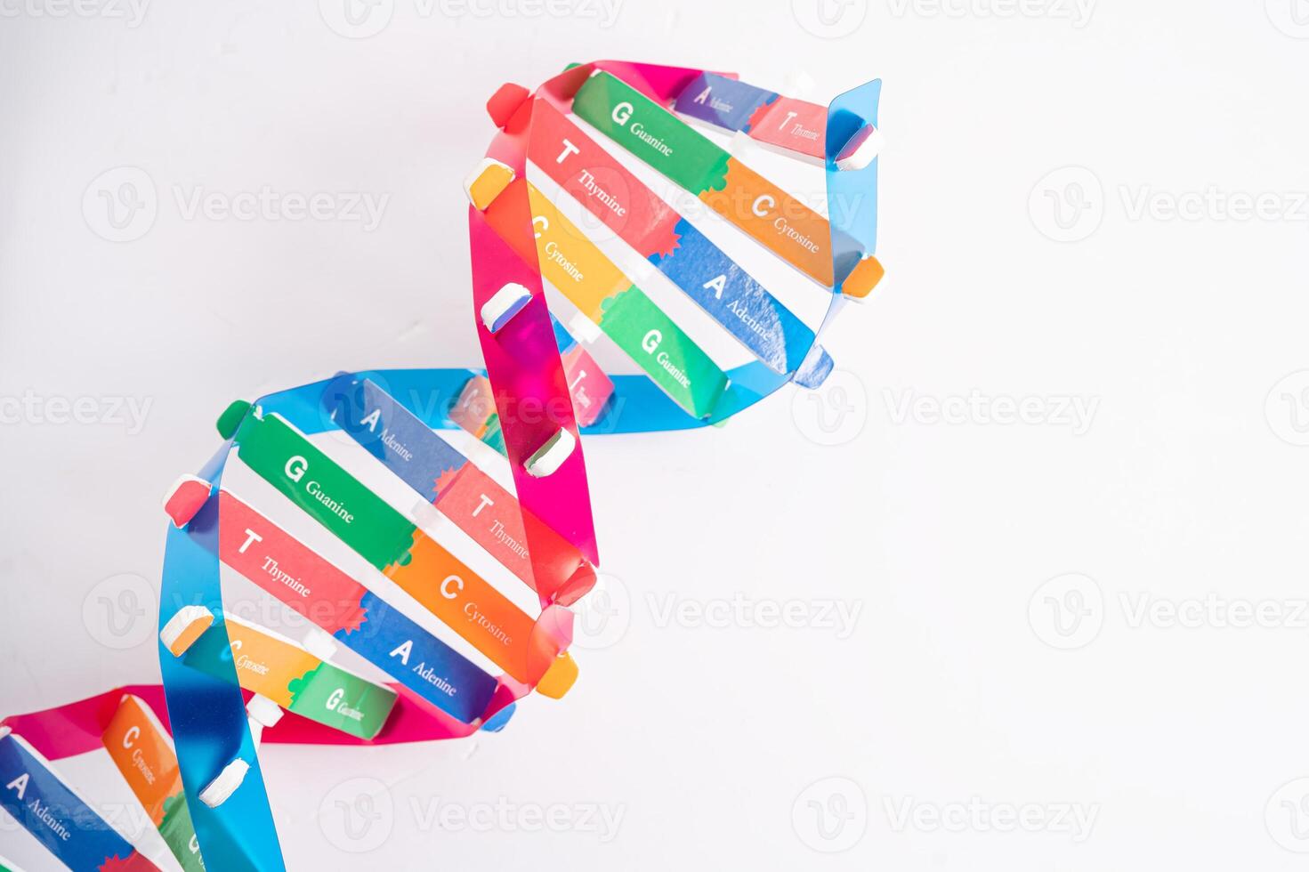 DNA or Deoxyribonucleic acid is a double helix chains structure formed by base pairs attached to a sugar phosphate backbone. photo