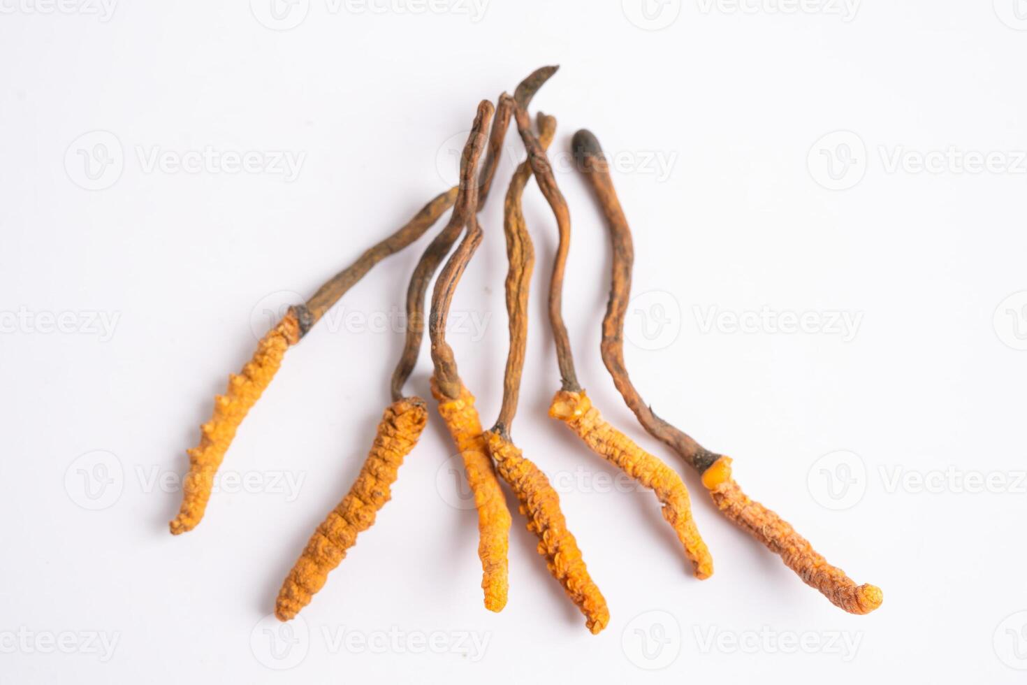 Cordyceps or Ophiocordyceps sinensis mushroom herb is fungus for used as medicine on white background. photo