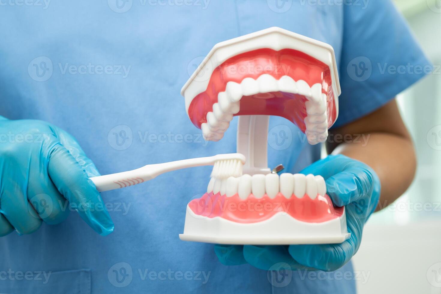 Asian dentist cleaning teeth of dental model with tooth brush for patient and studying about dentistry. photo
