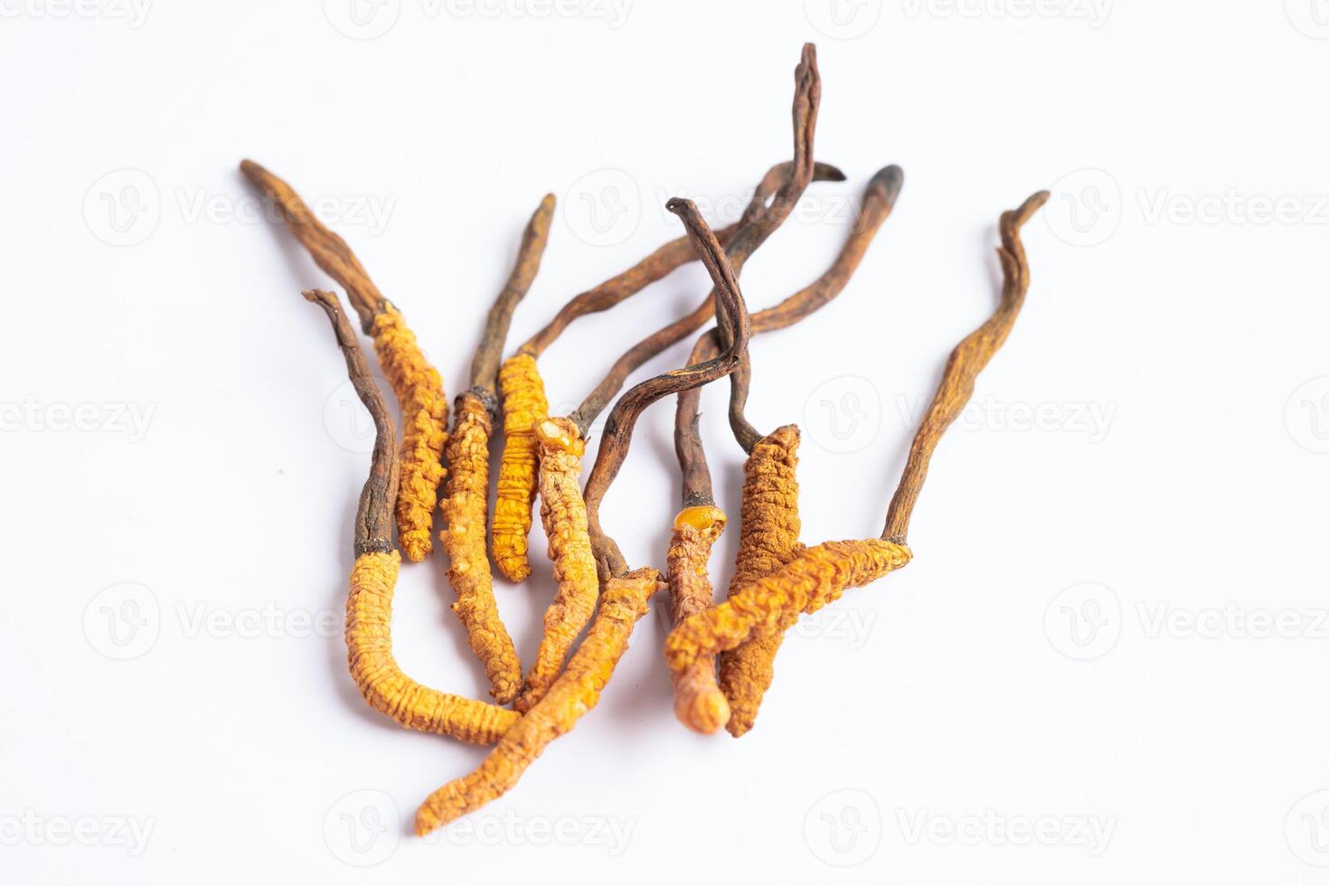 Cordyceps or Ophiocordyceps sinensis mushroom herb is fungus for used as medicine on white background. photo