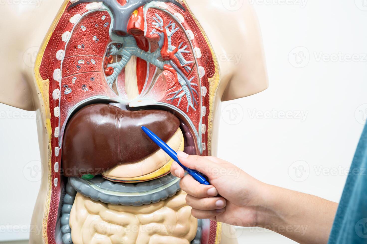 Student teenage learning anatomy biology with human body model in classroom at high school. photo