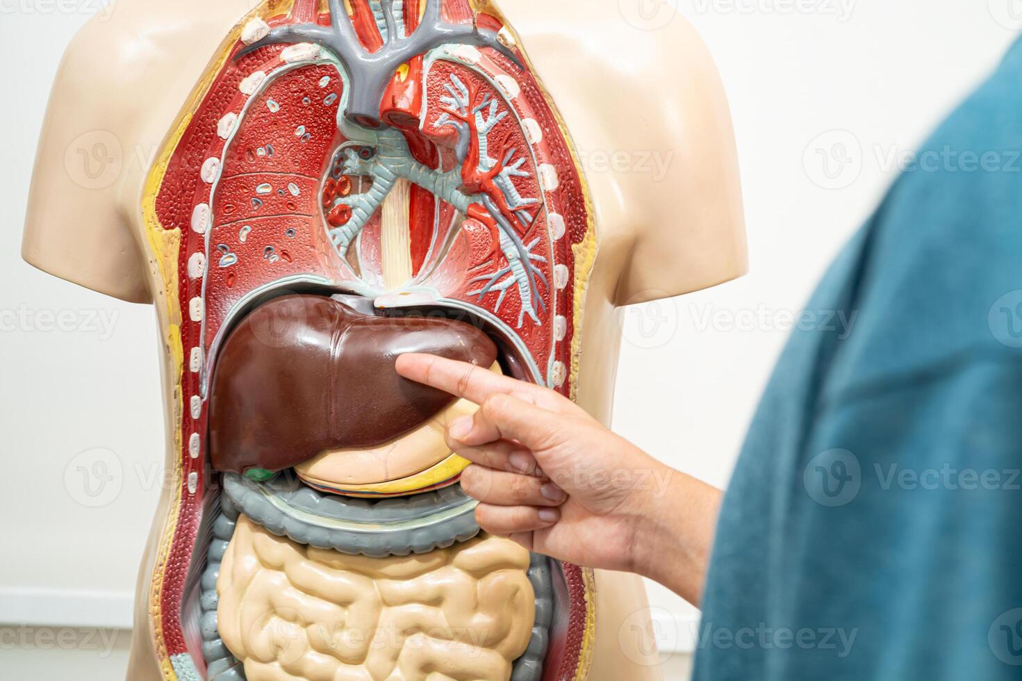 Student teenage learning anatomy biology with human body model in classroom at high school. photo