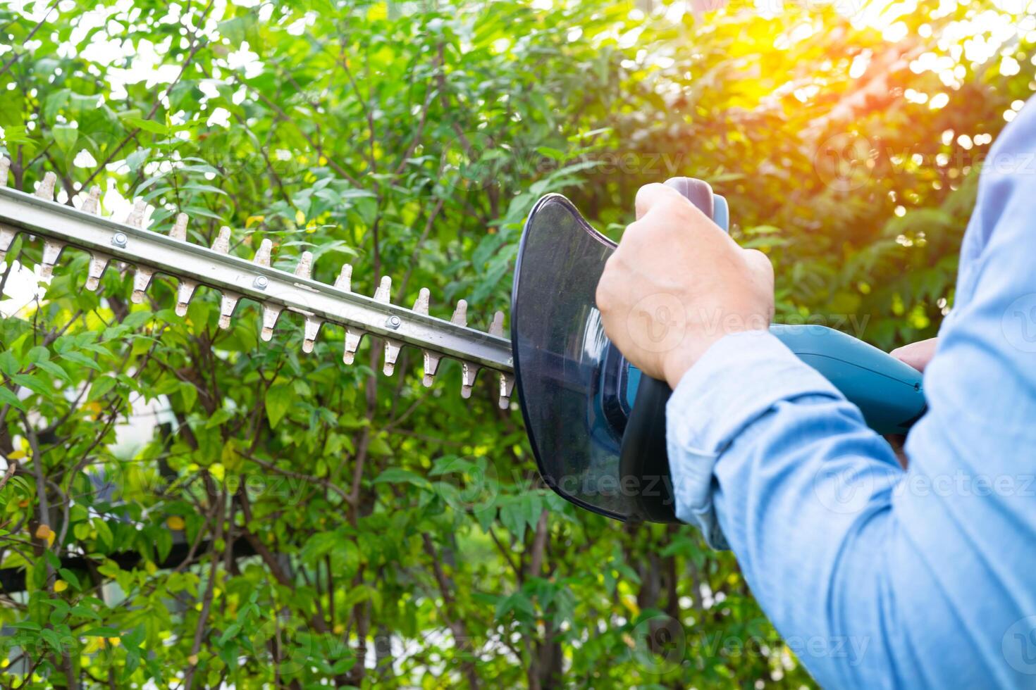Woman taking care and growing plants, Hobby planting home garden, ornamental pruning. photo