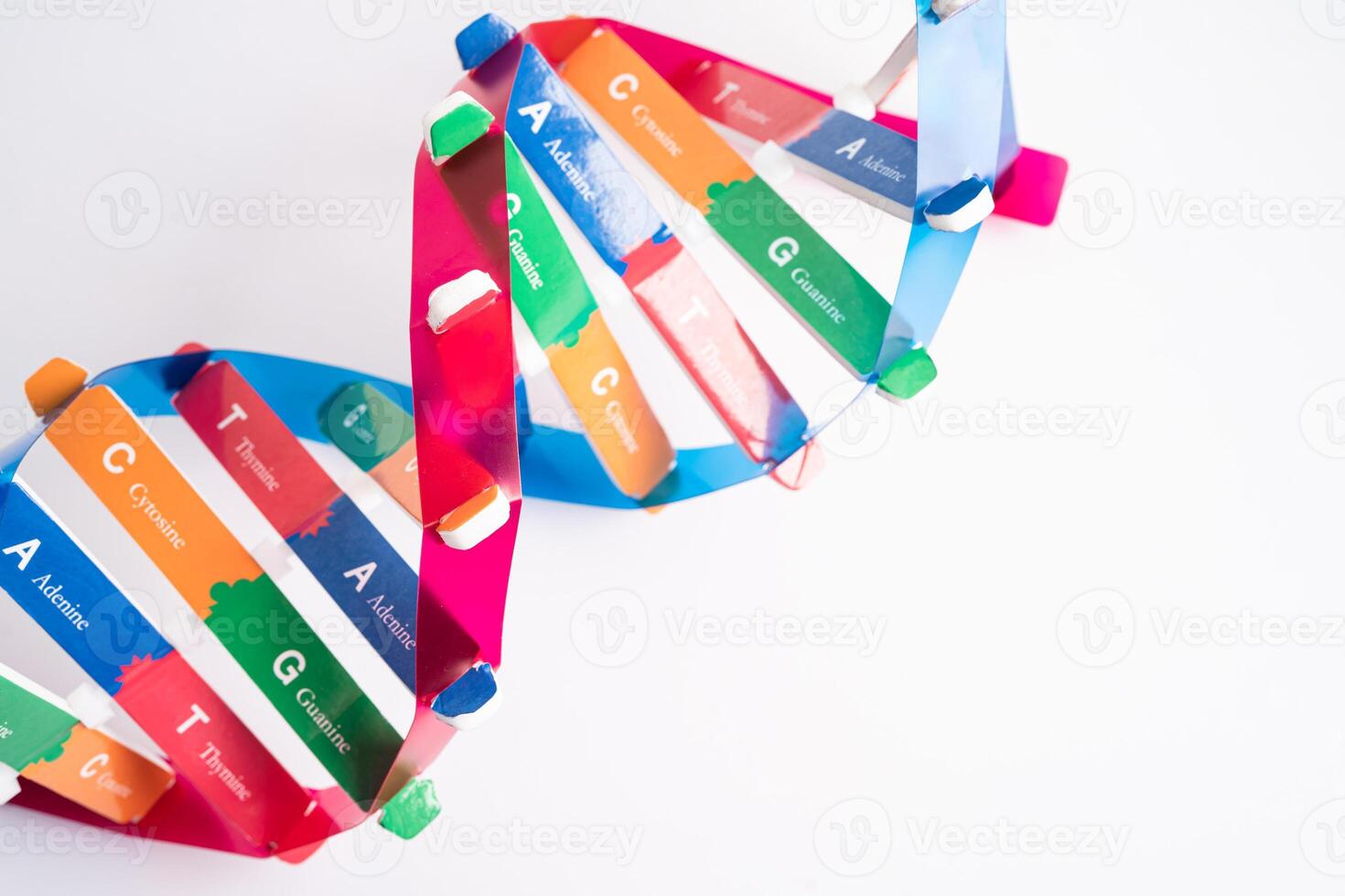 DNA or Deoxyribonucleic acid is a double helix chains structure formed by base pairs attached to a sugar phosphate backbone. photo